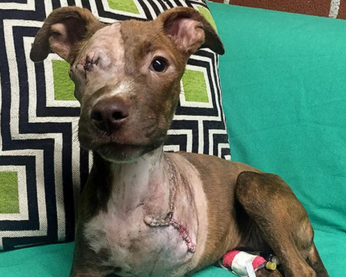 Puppy resting after surgery with a bandaged leg