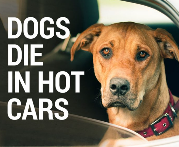 Dog trapped in a hot car