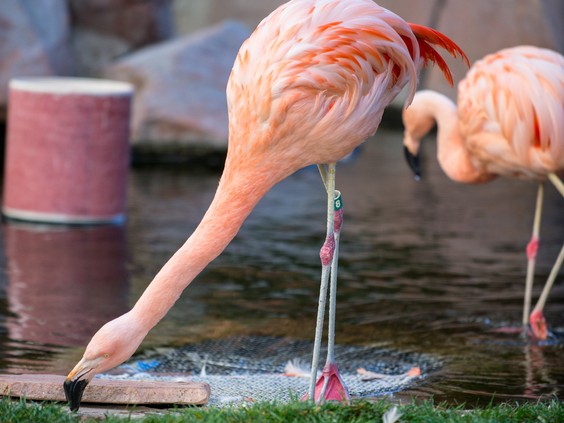 Peachy the flamingo