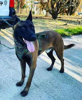 K9 Enzo standing outdoors in his working harness; Metro Police photograph via Las Vegas Sun