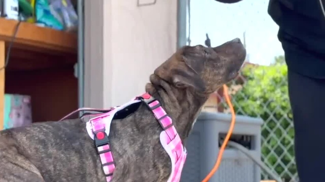 Justice wearing a pink harness after her recovery; photo: KTNV