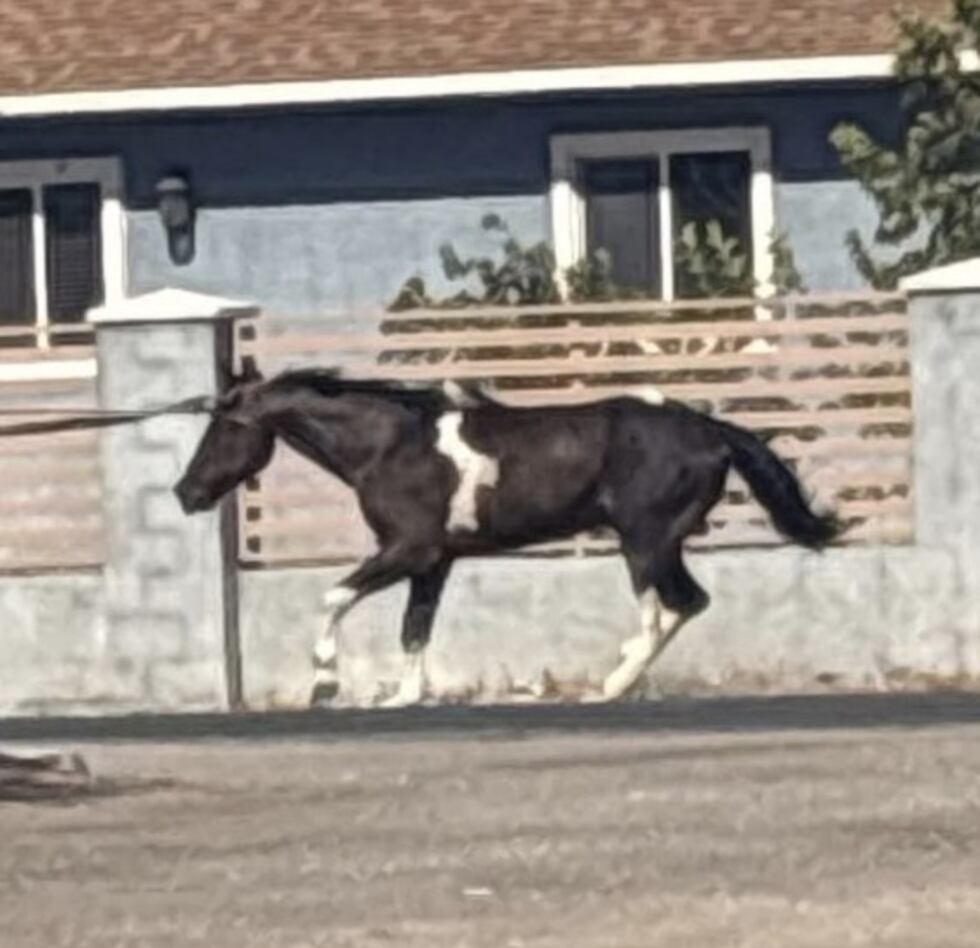 Pinto pictured upright beside a residential wall in LVMPD imagery published by FOX5