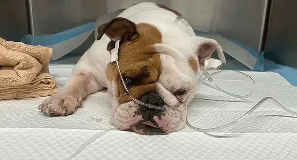 Reba the bulldog